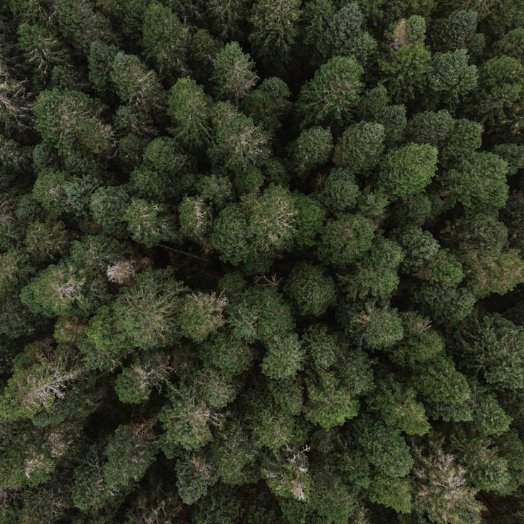 Park landscape scene